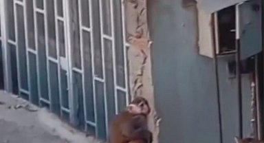 İstanbul- Kadıköy'de iş yerinden kaçıp çatılarda dolaşan makak maymunu koruma altına alındı