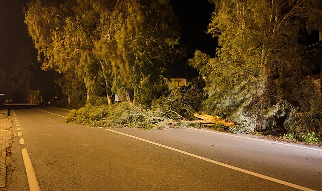 İzmir'de kuvvetli rüzgarda park halindeki otomobilin üzerine ağaç devrildi