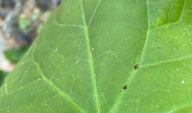 Kaz Dağları'nda yeni bir böcek türü keşfedildi