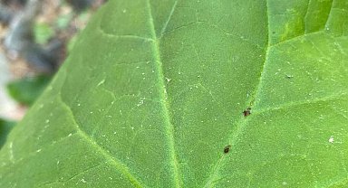 Kaz Dağları'nda yeni bir böcek türü keşfedildi