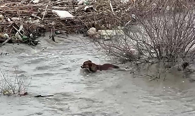 Köprüden nehre düşen sokak köpeği, yüzerek kıyıya ulaştı