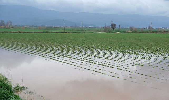 Küçük Menderes Nehri taştı; Ödemiş ilçesinde tarım alanları ve ahırları su bastı