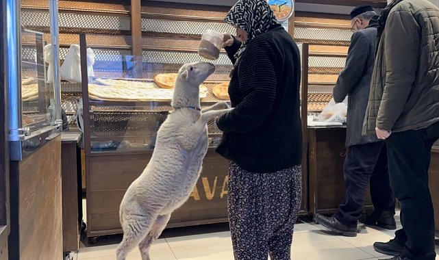 Kuzu 'Çorap', yanından ayrılmadığı sahibi ile pide sırasına giriyor