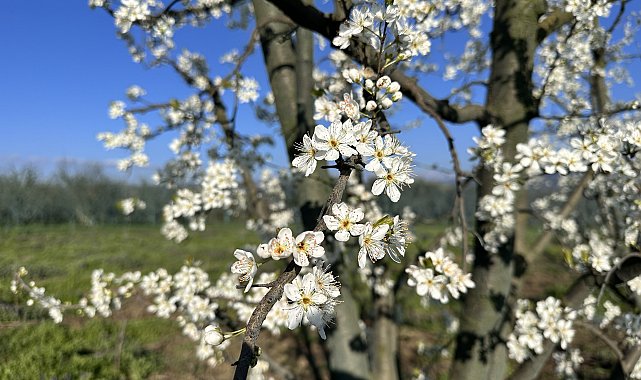 Meyve ağaçları çiçek açtı, çiftçi zirai dondan endişeli