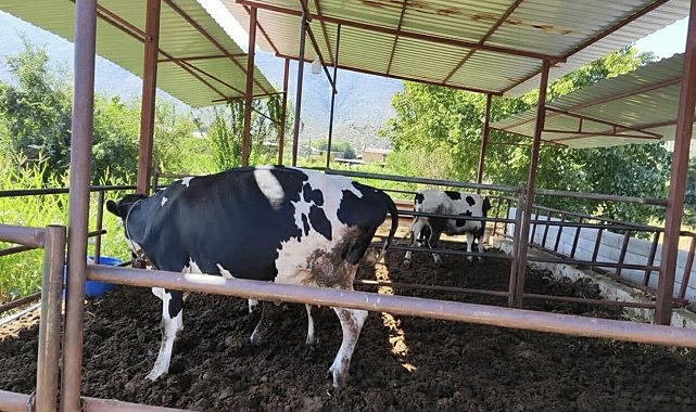 Muğla'da 11 mahalle şap hastalığı nedeniyle karantinaya alındı