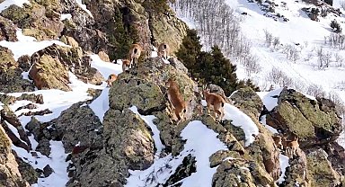 Munzur Dağları'nda sürü halindeki dağ keçileri dronla görüntülendi