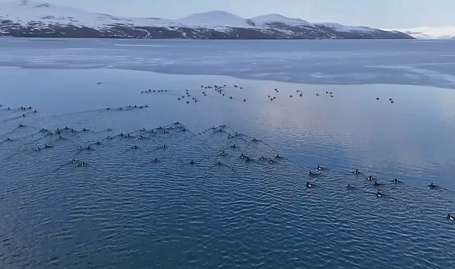 Nazik Gölü'nün buz tabakası çözüldü; yabani ördekler suya döndü