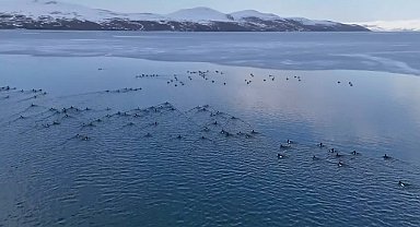 Nazik Gölü'nün buz tabakası çözüldü; yabani ördekler suya döndü
