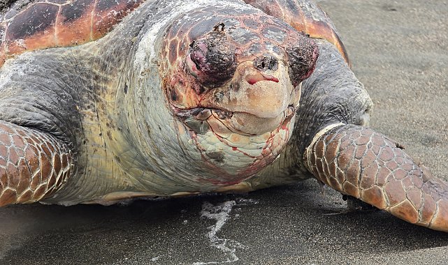 Nesli tehlike altındaki yeşil deniz kaplumbağası sahilde ölü bulundu