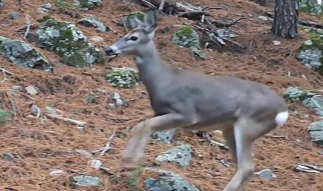 Ormanda dolaşan karaca fotokapanla görüntülendi