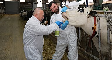 Şap hastalığında iyileşme sürecini hızlandıran bitkisel sprey üretildi