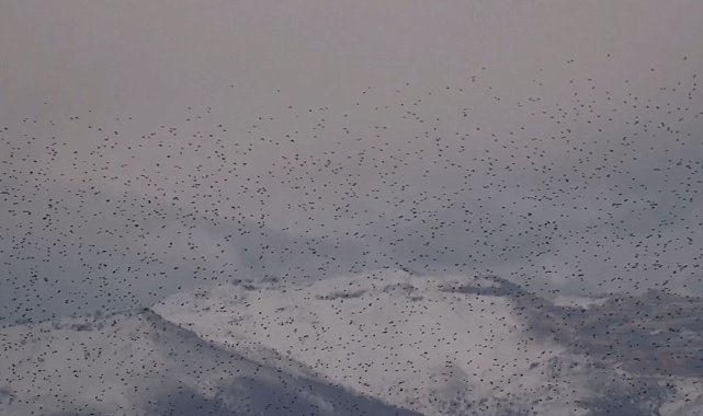 Sığırcık kuşlarının uyum halinde aynı yöne uçtuğu anlar kamerada