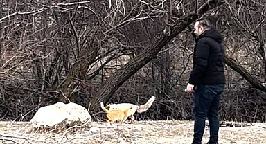 Sokak kedisi ile tilki, birlikte görüntülendi