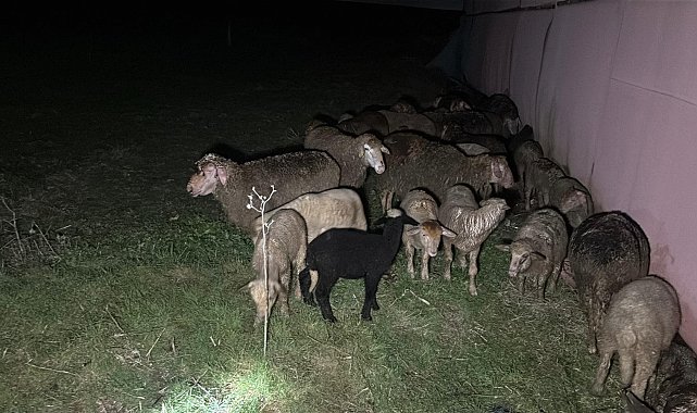 Tekirdağ'da çiftlik yangınında, 60 küçükbaş öldü