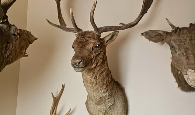 Tekirdağ'da tahnit ve trofelerden oluşan 40 parça ele geçirildi