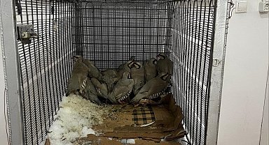 Van'da keklik avına 75 bin TL ceza