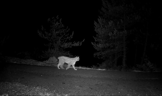 Yaban hayvanları fotokapanlar tarafından görüntülendi