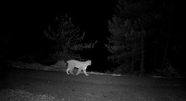 Yaban hayvanları fotokapanlar tarafından görüntülendi