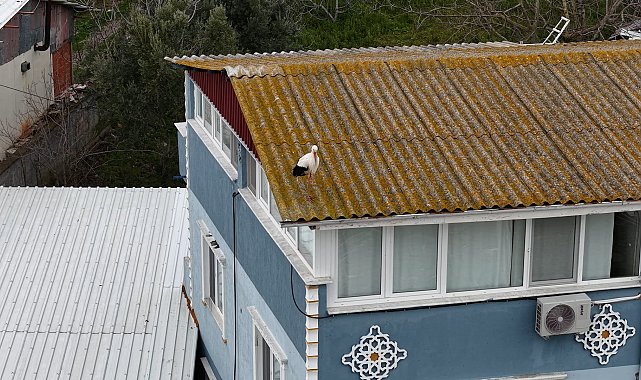 Yaren leyleğin 20 gün erken gelen eşi Nazlı dron kamerasında