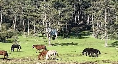 Yaylada gezen yılkı atları görüntülendi