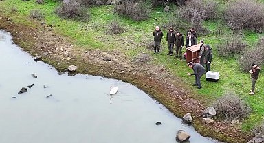 Ankara'da tedavi edilen kuğu, Edirne'de doğaya bırakıldı