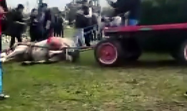 Atlara koşmadığı için şiddet uygulayan şüphelilere hayvan barınağında çalışma cezası