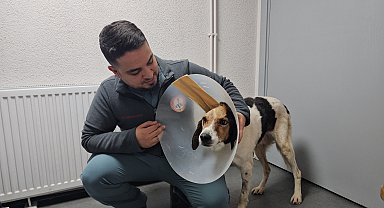 Beyin kemiğine kadar kanser yayılan köpek tedavi edildi