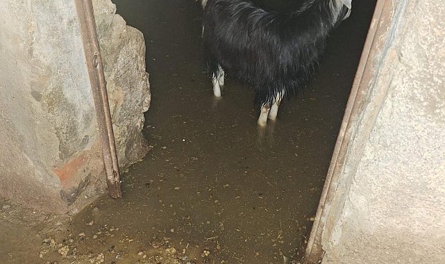 Bingöl'de sağanak su baskınlarına neden oldu; ahırda mahsur kalan keçiler kurtarıldı