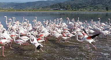 Büyük Menderes'teki taşkın nedeniyle tarlalar su altında kaldı; flamingolar bölgeye akın etti