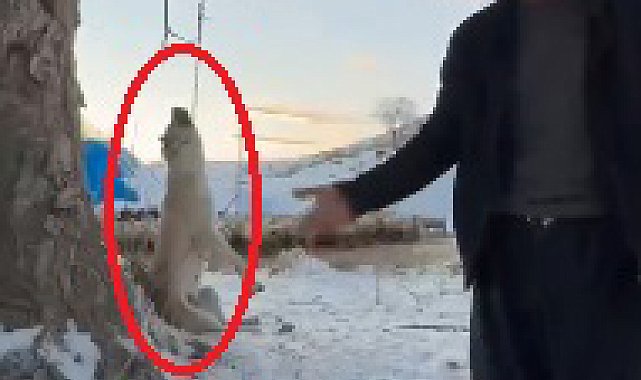 Çok yediğini iddia ettiği köpeğini ağaca asıp öldürdü