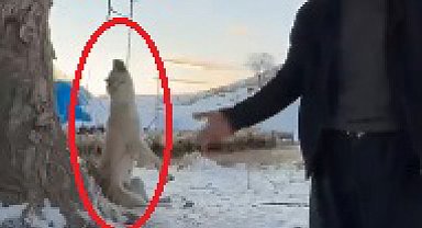Çok yediğini iddia ettiği köpeğini ağaca asıp öldürdü