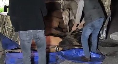 Devrilen kamyonetin kasasındaki eşekler yaralandı