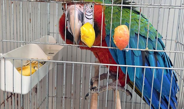 Edirne'de yurda sokulmak istenen 3 macaw papağanı ele geçirildi