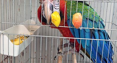 Edirne'de yurda sokulmak istenen 3 macaw papağanı ele geçirildi