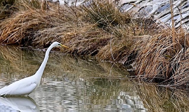 Erzincan'da büyük ak balıkçıl beslenirken görüntülendi