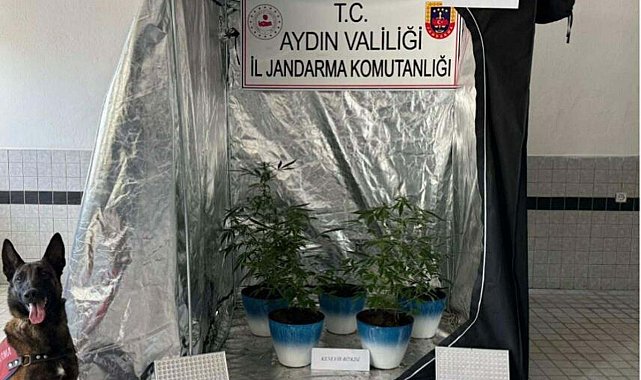 Evinde Hint keneviri yetiştiren şüpheliye gözaltı