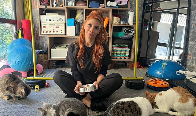 Fizik tedavi gören felçli 4 kedi için yuva arayışı