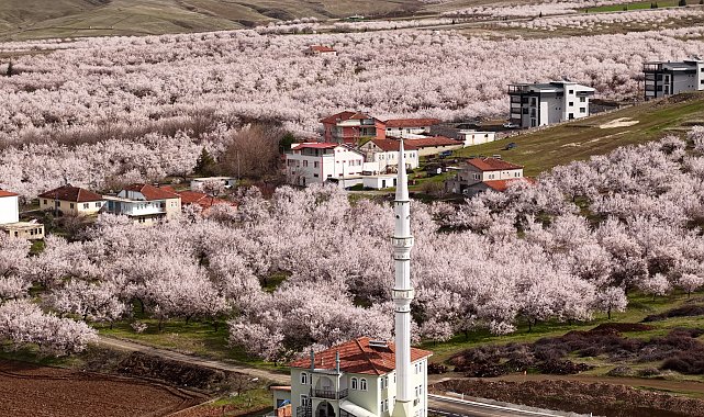Geçen yıl zirai dondan etkilenen kayısı ağaçları çiçek açtı