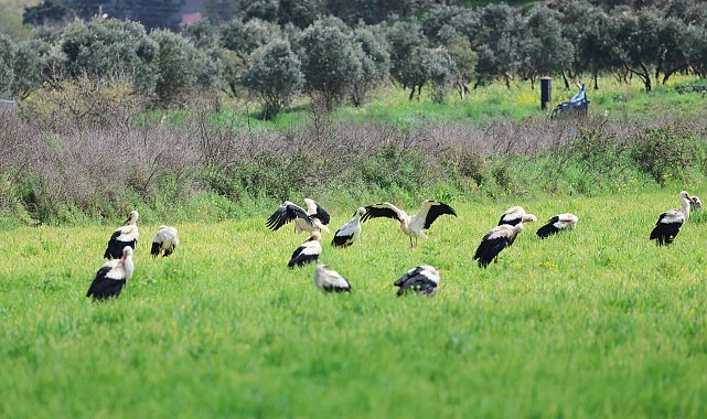 Göç yolculuğunda leyleklerin görsel şöleni