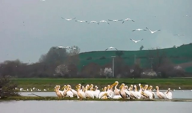 Göç yolundaki pelikan sürüsü, Boğazköy Barajı'nda görüntülendi