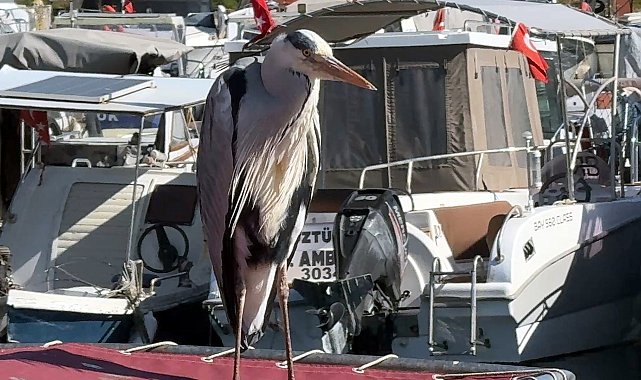 İstanbul - Avcılar'da 'Cabbar' isimli balıkçıl barınağın maskotu oldu; Yaren leylek gibi o da burada