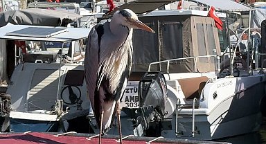İstanbul - Avcılar'da 'Cabbar' isimli balıkçıl barınağın maskotu oldu; Yaren leylek gibi o da burada
