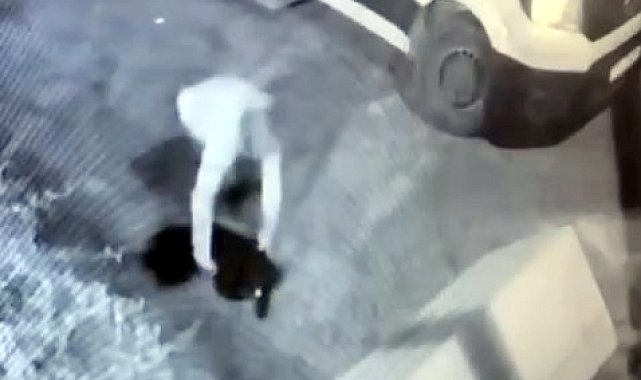 İstanbul- Avcılar'da mahallenin maskotu 'Garip' isimli köpeğin çalındığı anlar kamerada