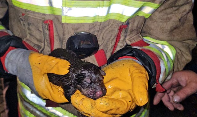İtfaiye, yangında mahsur kalan yavru köpekleri kurtarmak için seferber oldu
