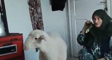 Kaçan koyun, bulunup sahibine teslim edildi