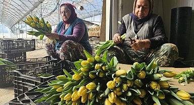 Kadınlar Günü'ne özel suda lale üretimi