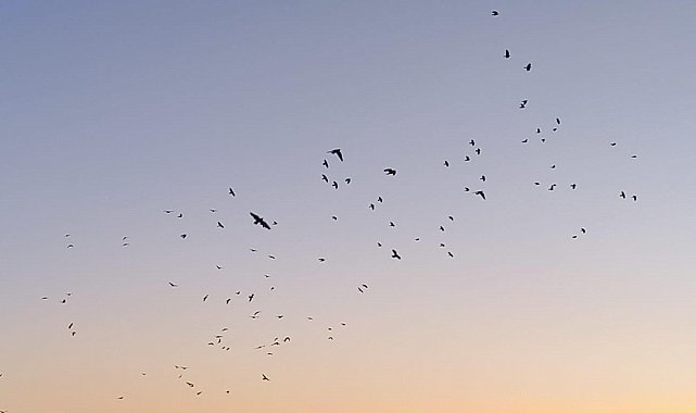 Karga ve sığırcıklar, gökyüzünde görsel şölen oluşturdu