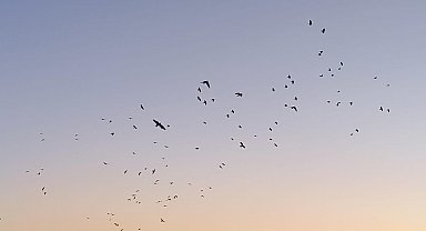 Karga ve sığırcıklar, gökyüzünde görsel şölen oluşturdu
