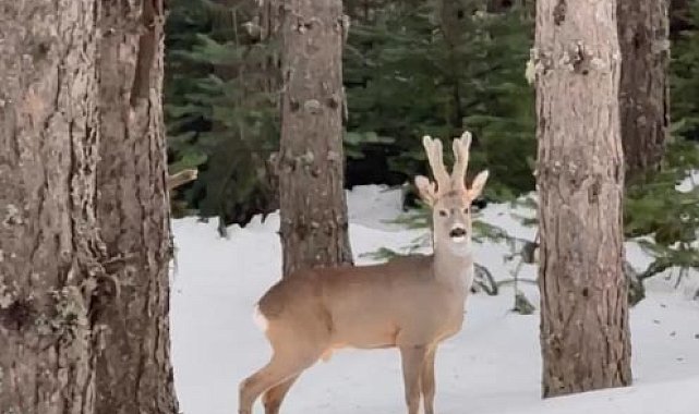 Karla kaplı ormanda karaca görüntülendi