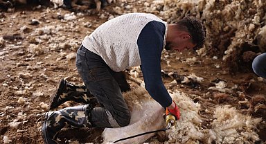 Kars'ta koyun kırkım sezonu başladı